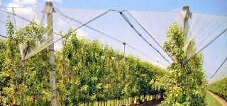 SIDIKE Polyester Monofliament Yarn Light Weight Kiwi Trellis Support